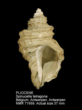 PLIOCENE Spinucella tetragona.jpg - PLIOCENE Spinucella tetragona (Sowerby,1825)